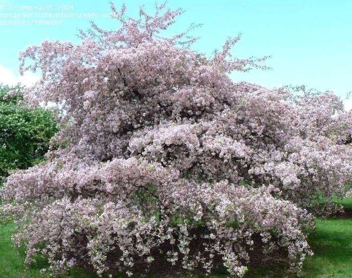 How to Grow the Ever-flowering Crabapple Tree